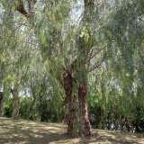 ...e sullo Schinus molle, il �falso pepe�...